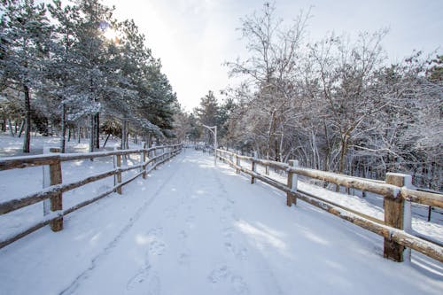 冬季, 围栏, 景觀 的 免费素材图片