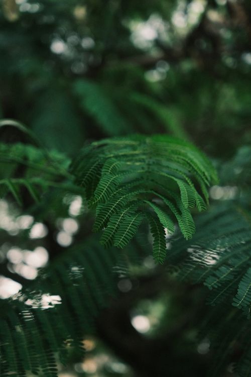 Free Detailed close-up of lush green fern leaves with natural light highlighting intricate textures. Stock Photo