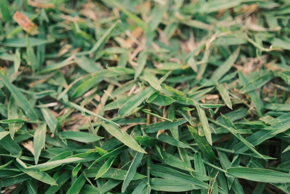 crabgrass control in centipede lawns crabgrass control in centipede lawns