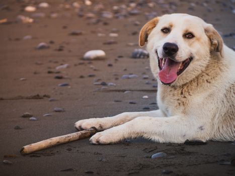 Free stock photo of alone, animal, beach