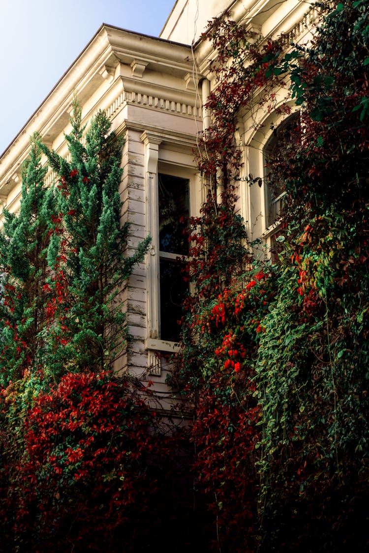 Ivy On Mansion Wall