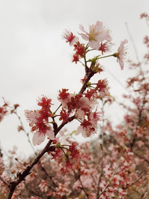 Ingyenes stockfotó ág, cseresznyevirágok, függőleges lövés témában Stockfotó