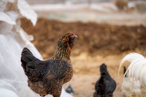 Brown and Black Hen in Close Up Photography