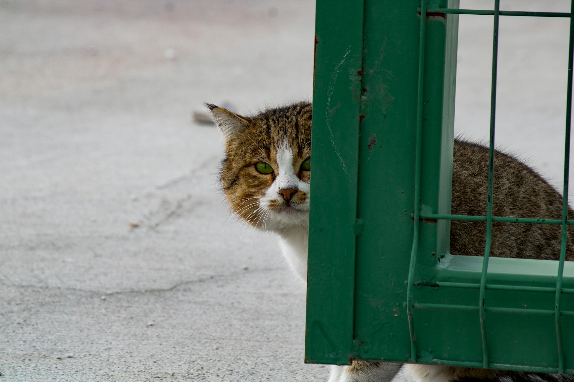 Cat Sitting behind the Fence 