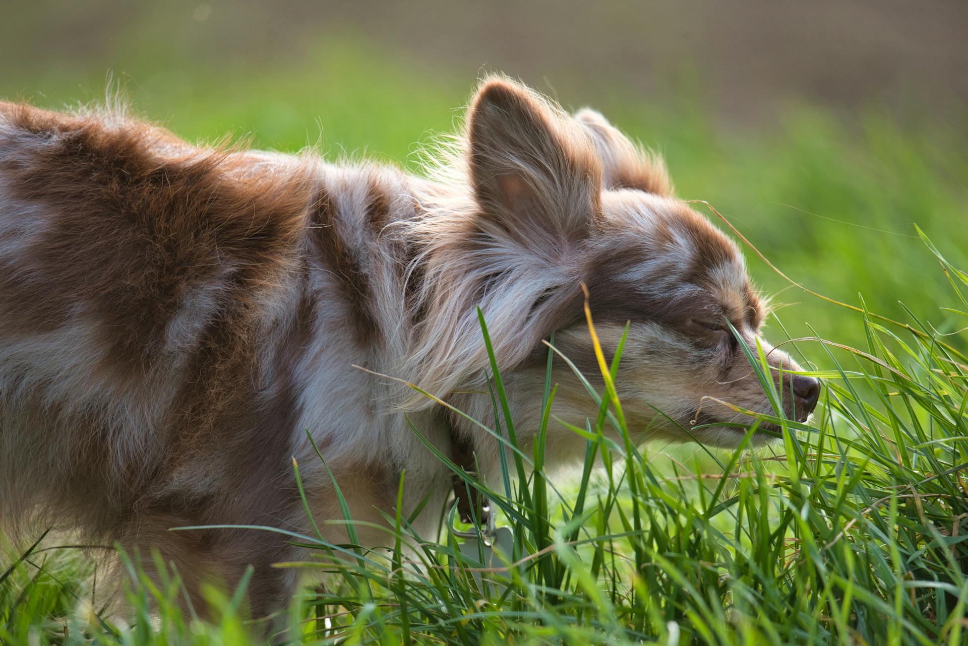 Un petit chihuahua sur l'herbe