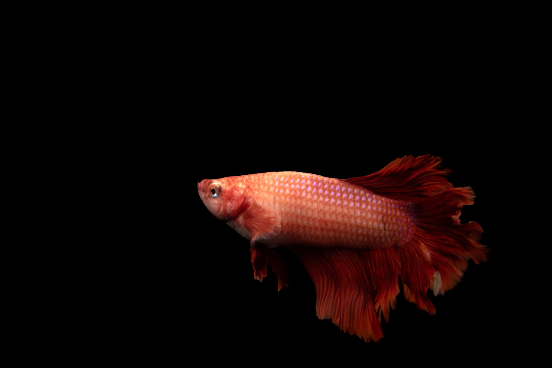betta fish feeding time macro