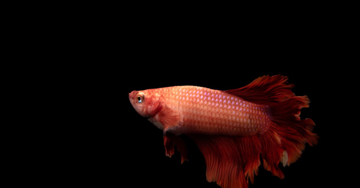 Cropped Image Fish Red Fish on Black Background · Free Stock Photo