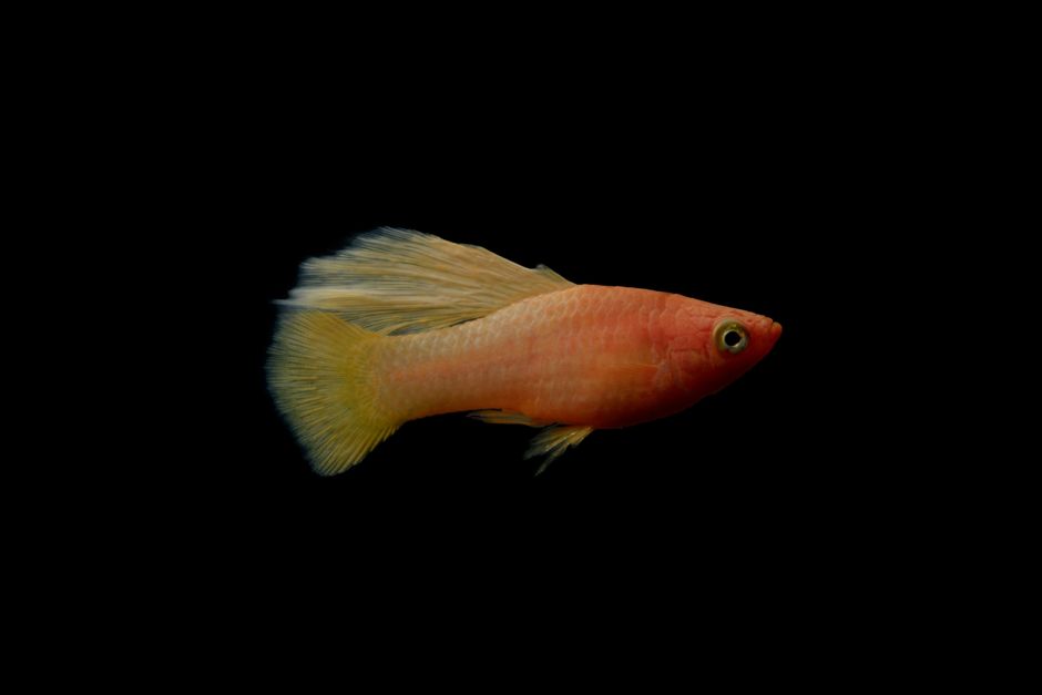 Cá bảy màu – hình minh hoạ 2