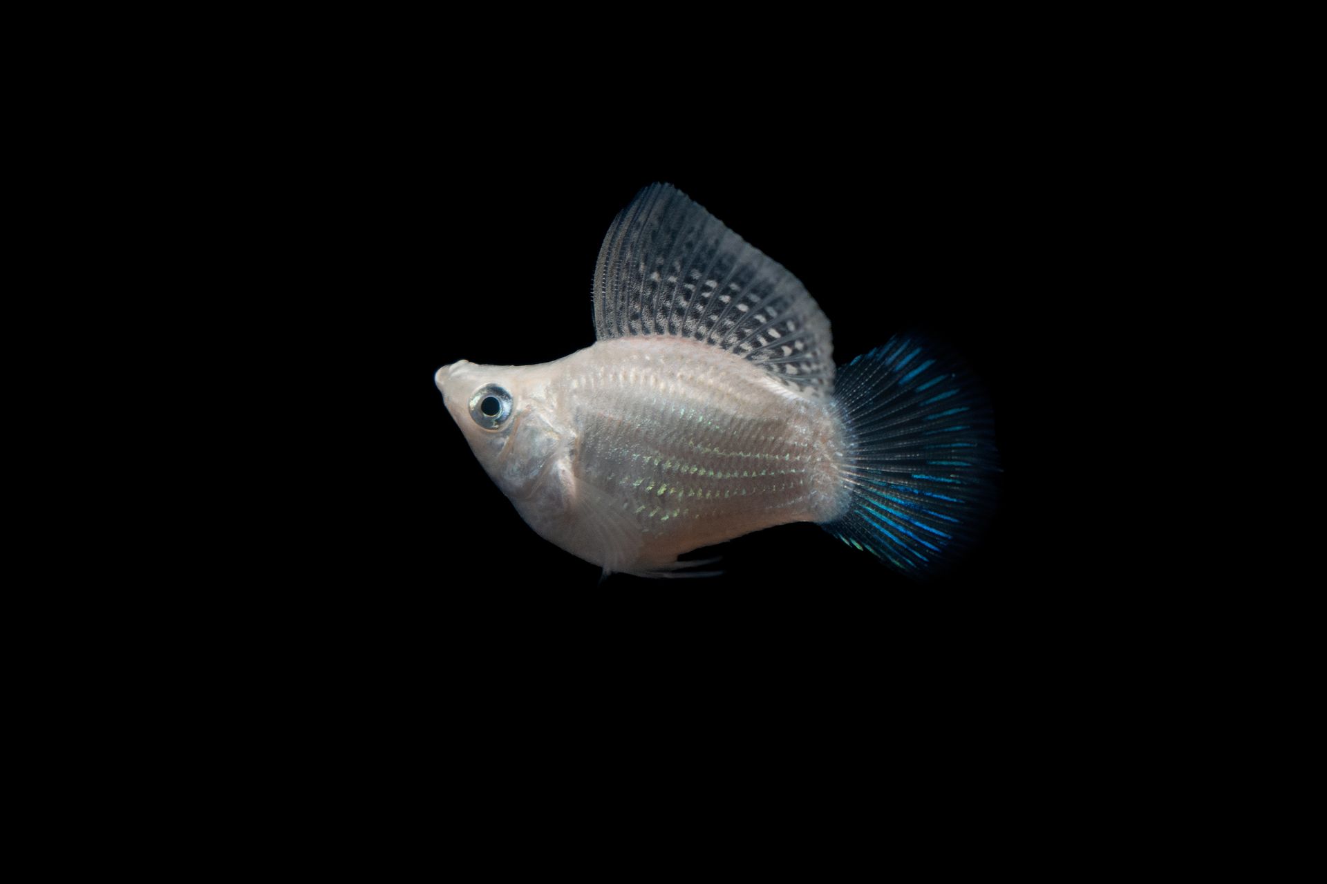 Small White Fish Swimming Deep Underwater
