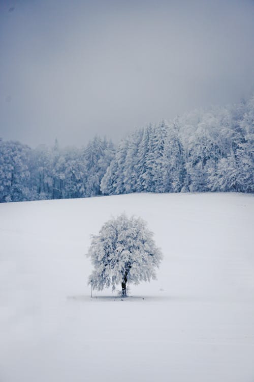 A Tree on a Snowy Field 