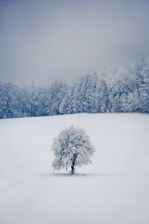 Kostenloses Stock Foto zu baum, eis, feld