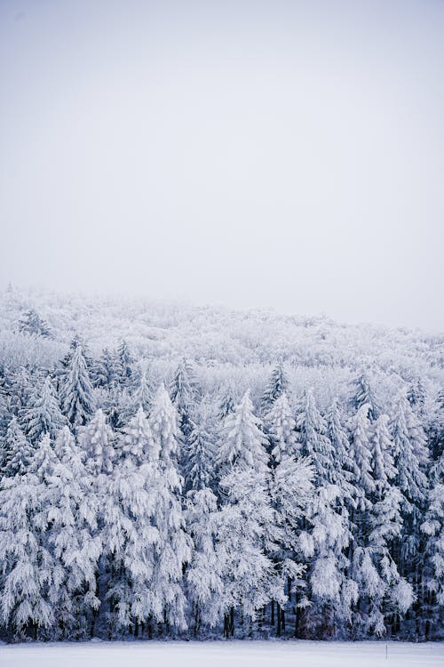 Pine Trees in Snow in Winter Forest