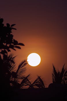 Dawn light illuminating palm tree silhouettes with a vibrant orange sky.