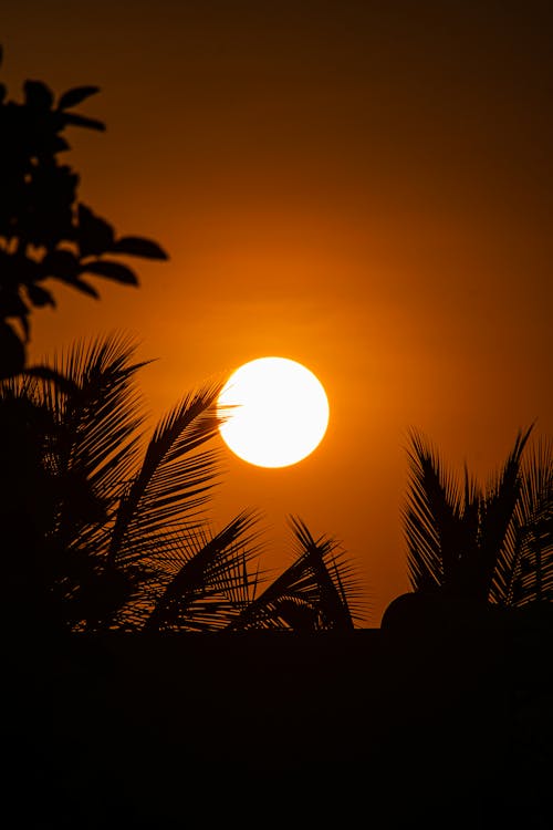 Free Leaves Silhouette at Sunset Stock Photo