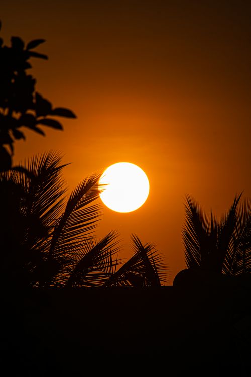Free Silhouetted palm leaves against a vibrant sunset with a deep orange sky. Stock Photo