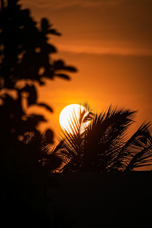 Free Silhouette of Palm Tree during Sunset Stock Photo