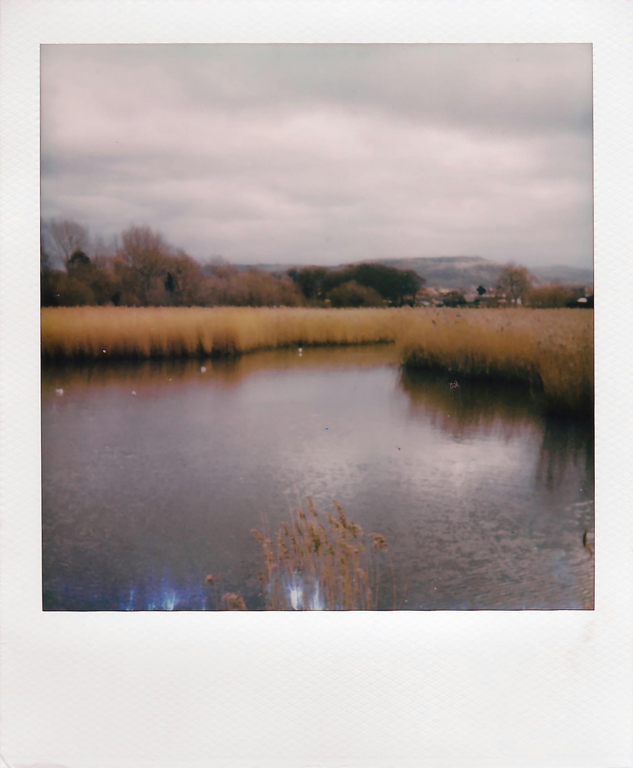 A serene autumn scene of a lake surrounded by bulrushes, captured in a vintage style.