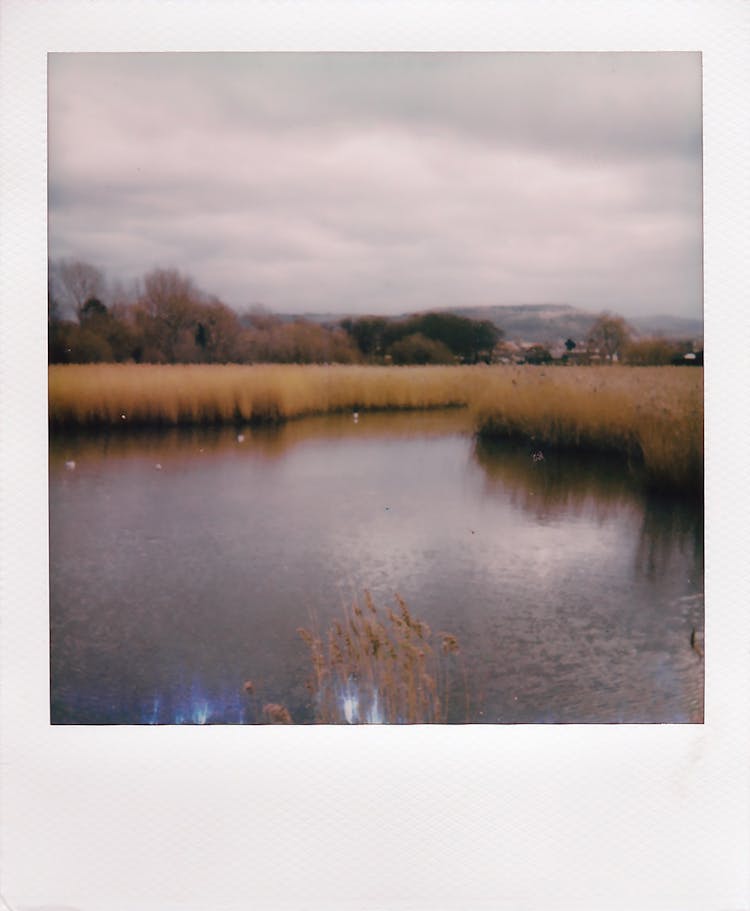 Polaroid Of A Lake And Bulrush