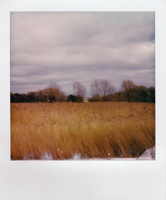 A tranquil field of wheat under a cloudy sky captured in a vintage polaroid style.