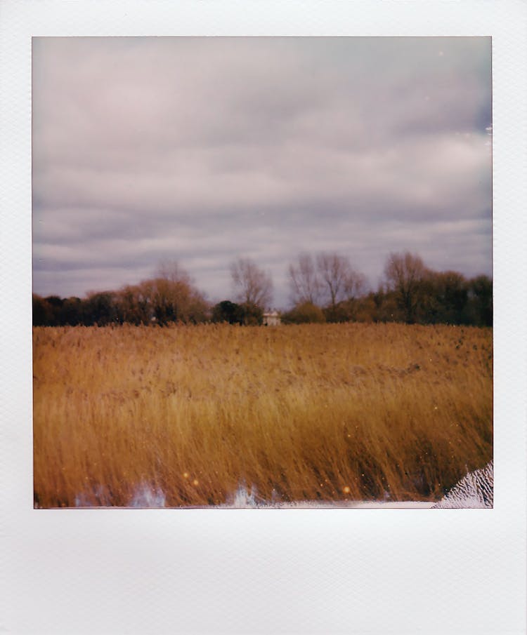 Polaroid Of A Wheat Field And A Cloudy Sky