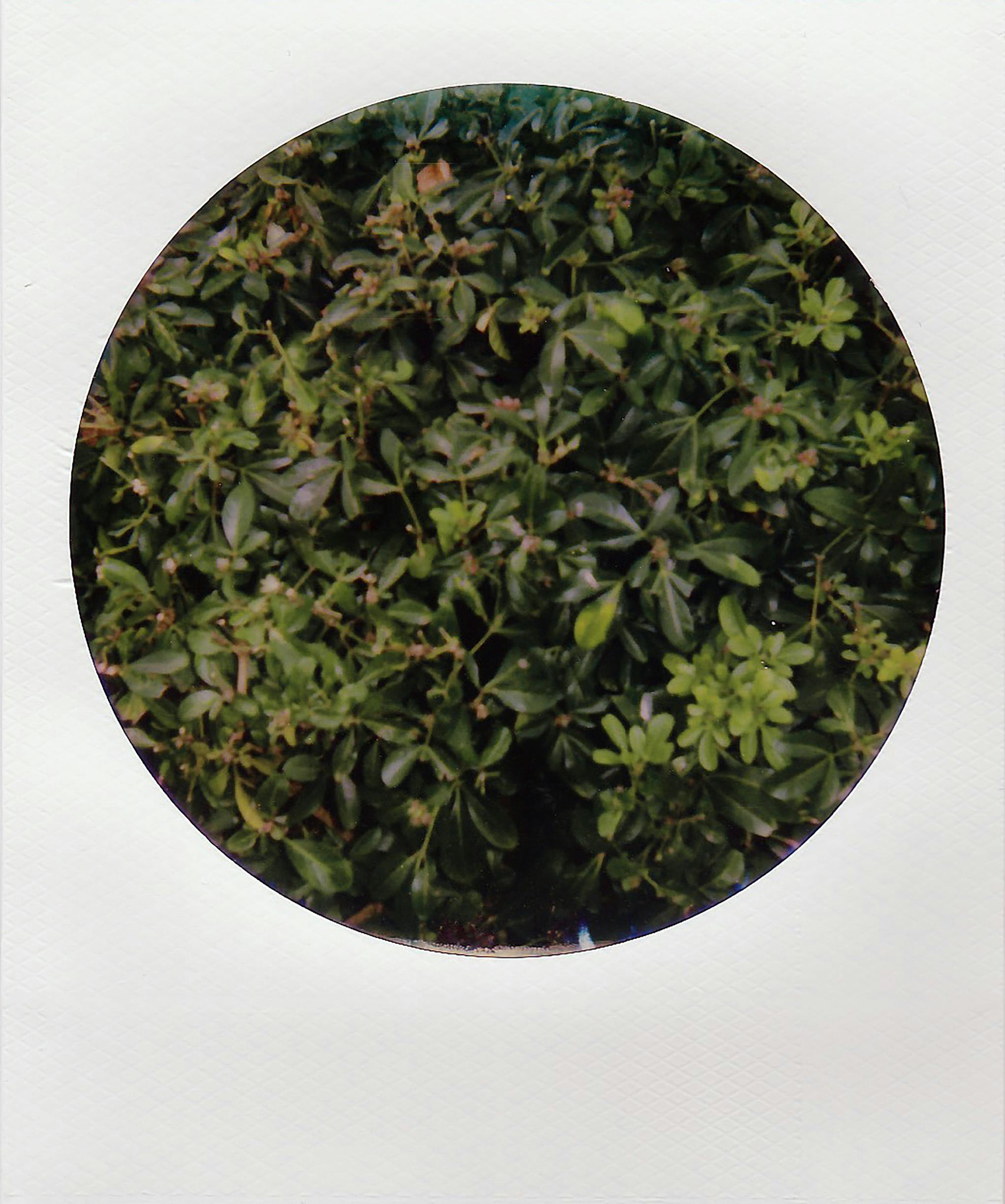 Close-up view of vibrant green leaves in a circular pattern, creating a natural abstract design.