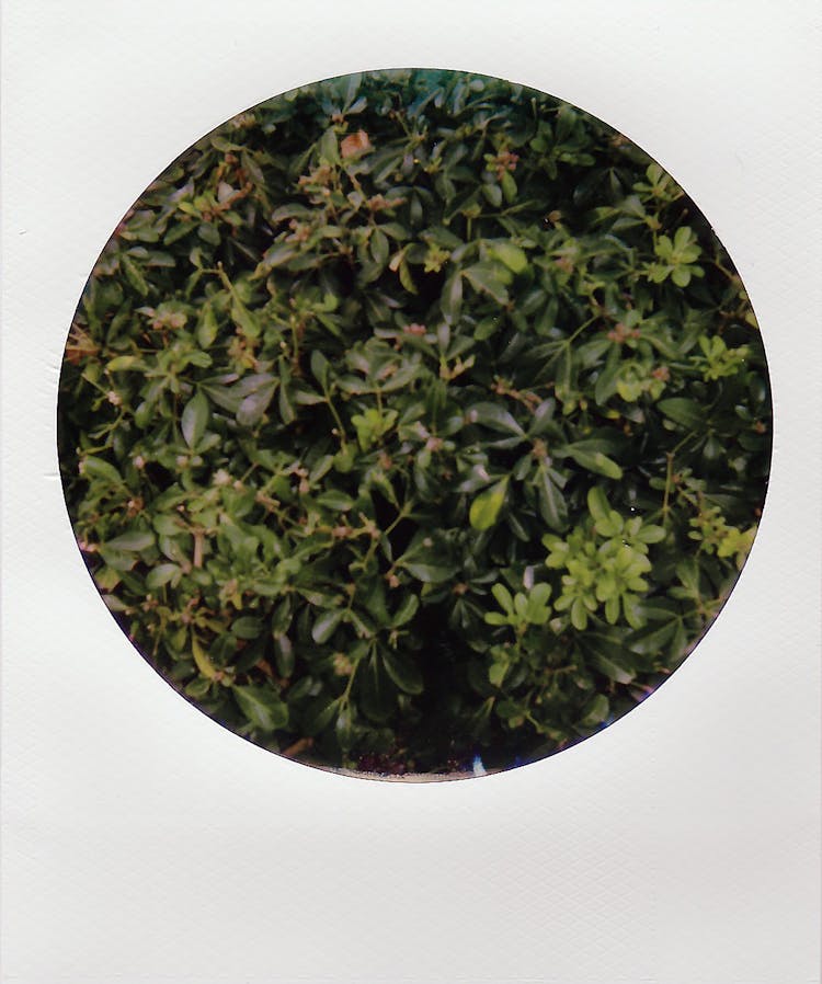 Circular Photo Of Leaves