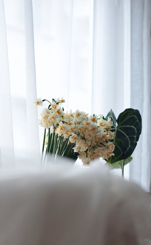 Flowers near Curtain