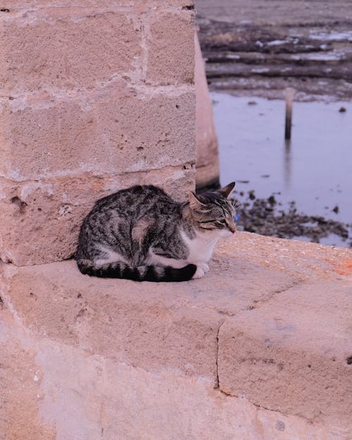 Kostenloses Stock Foto zu haustier, katze, mauer