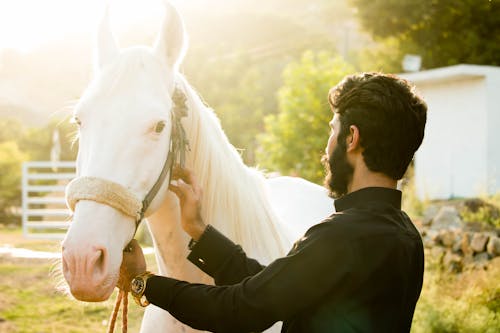 Photos gratuites de cheval blanc, équilibre, heure dorée