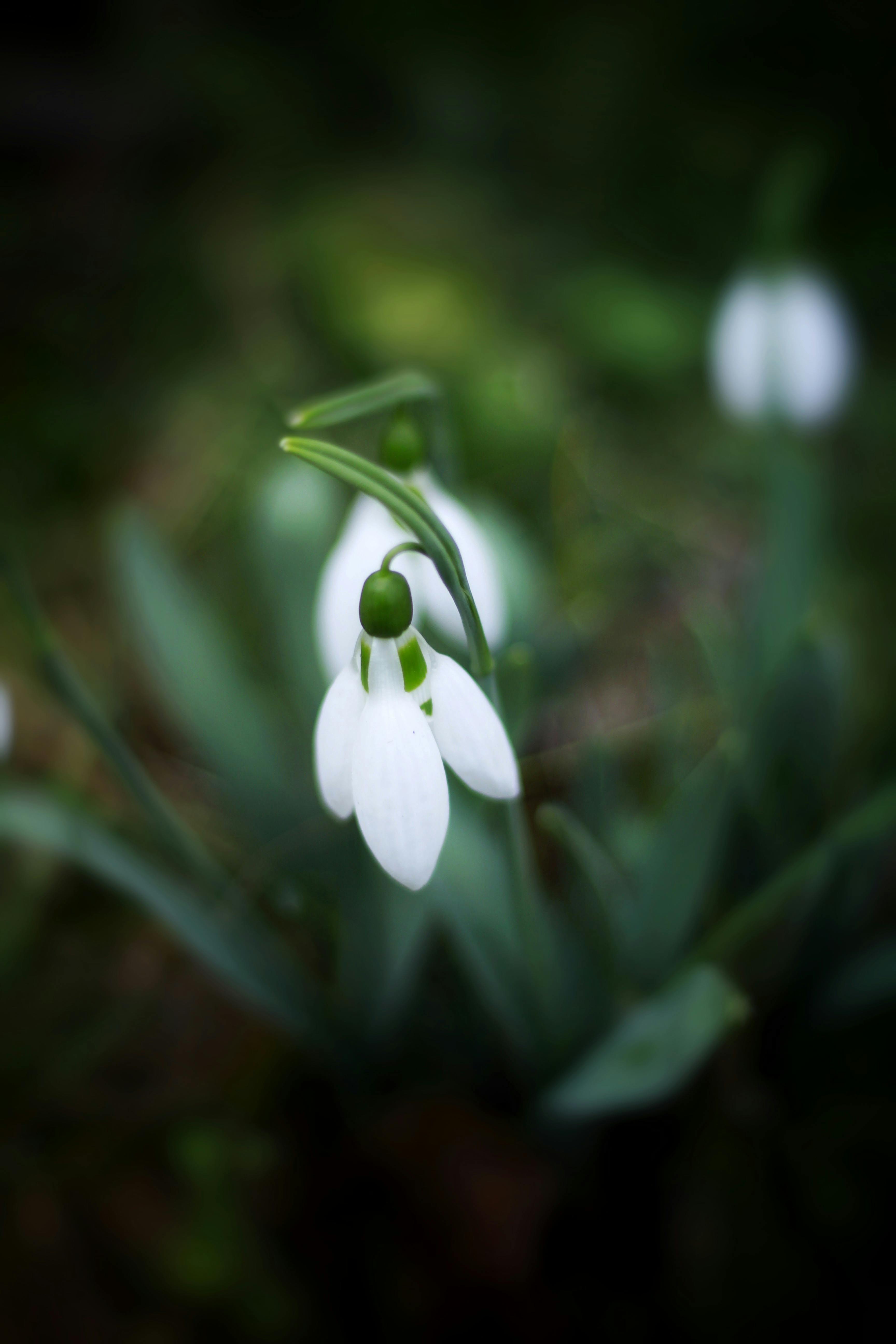 Blooming Snowdrop Flowers with Drops of Water Close-up Background. Stock  Illustration - Illustration of background, wallpaper: 287028947