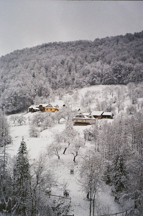 Foto profissional grátis de aldeia de montanha, cênico, floresta