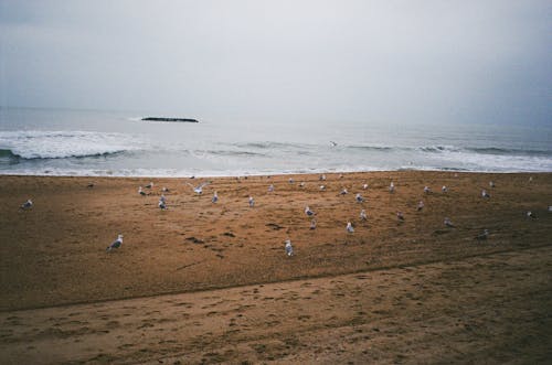 Бесплатное стоковое фото с берег моря, животные, море
