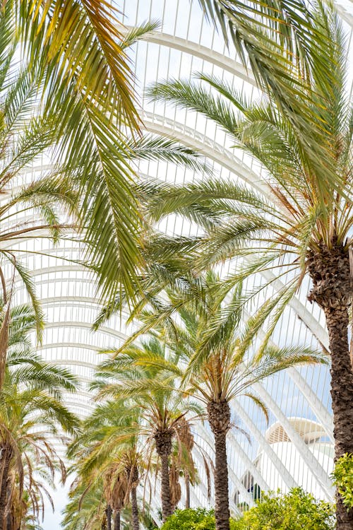 Tropical Palm Trees in Greenhouse