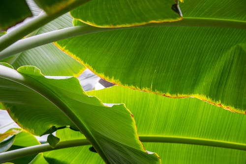 무료 나뭇잎, 녹색, 바나나 잎의 무료 스톡 사진