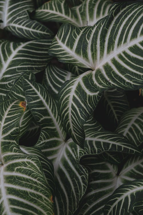 Close-up Photo of Xanthosoma Leaves