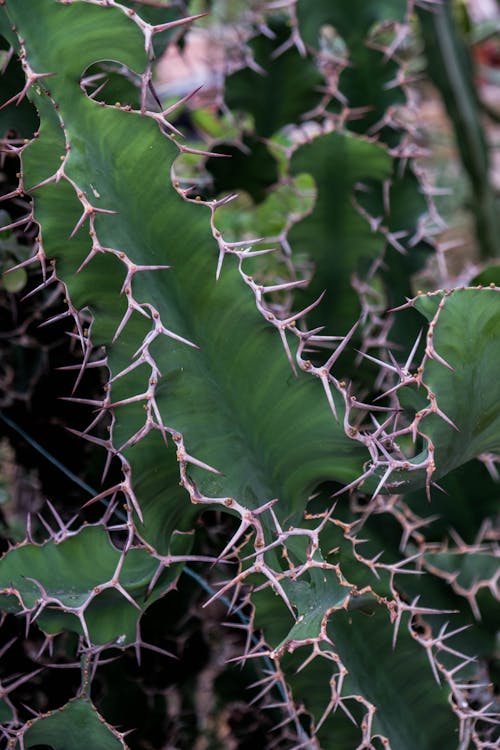 Botanical close up