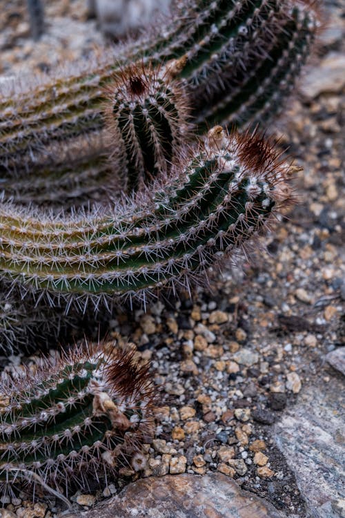 Gratis lagerfoto af botanisk, botanisk have, kaktus