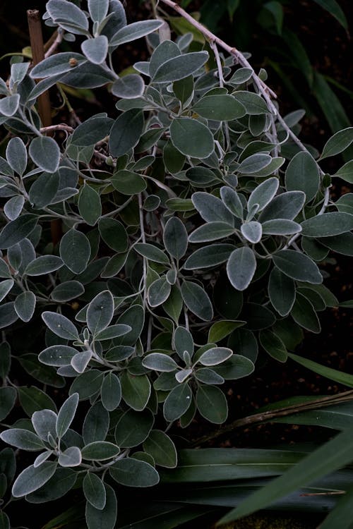 Photo of Daisy Bush Leaves