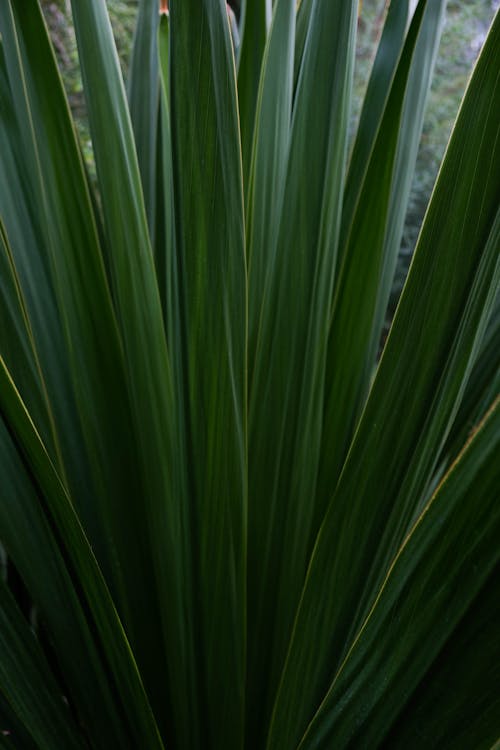 Green Palm Leaves 