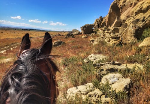 Wyoming Horseback Ride