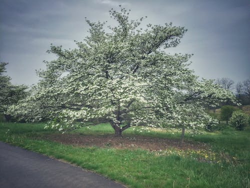 Foto d'estoc gratuïta de a l'aire lliure, arbre, arbre de poma de cranc