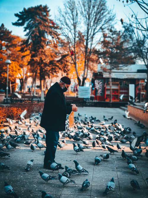 Free Elderly man wearing mask feeds pigeons in an autumn park setting. Stock Photo