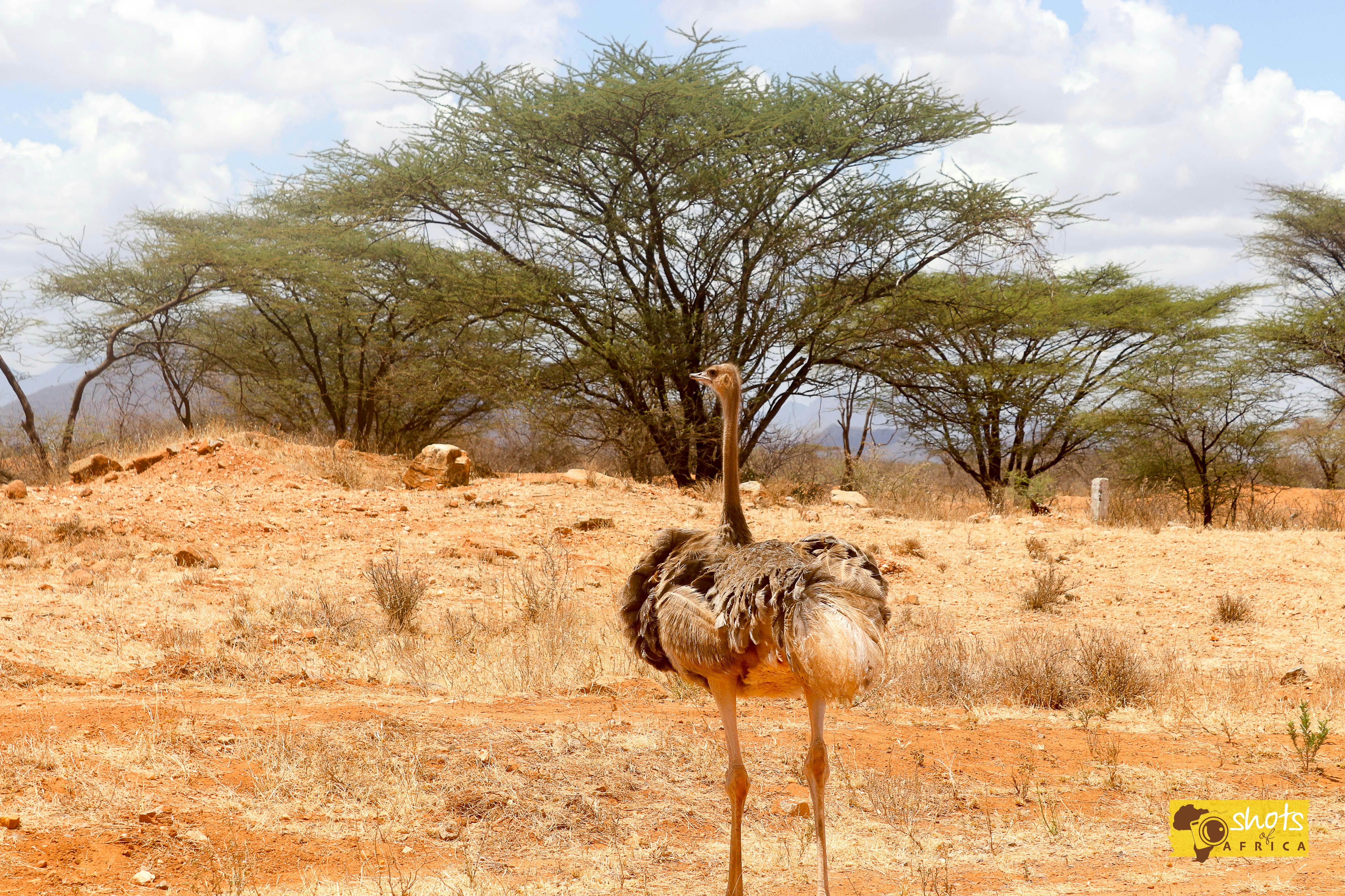 Free stock photo of Kenya, ostrich, wildlife photography
