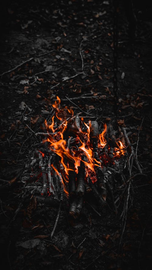 Campfire in Forest 