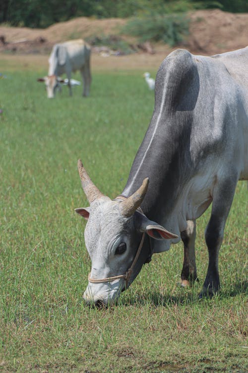 Imagine de stoc gratuită din animale, animale domestice, bovine