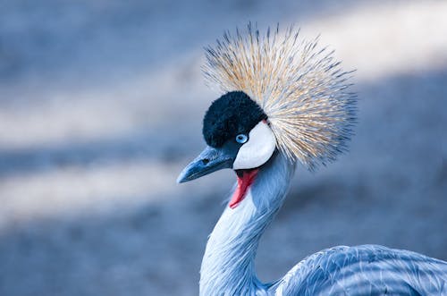 Crane Bird