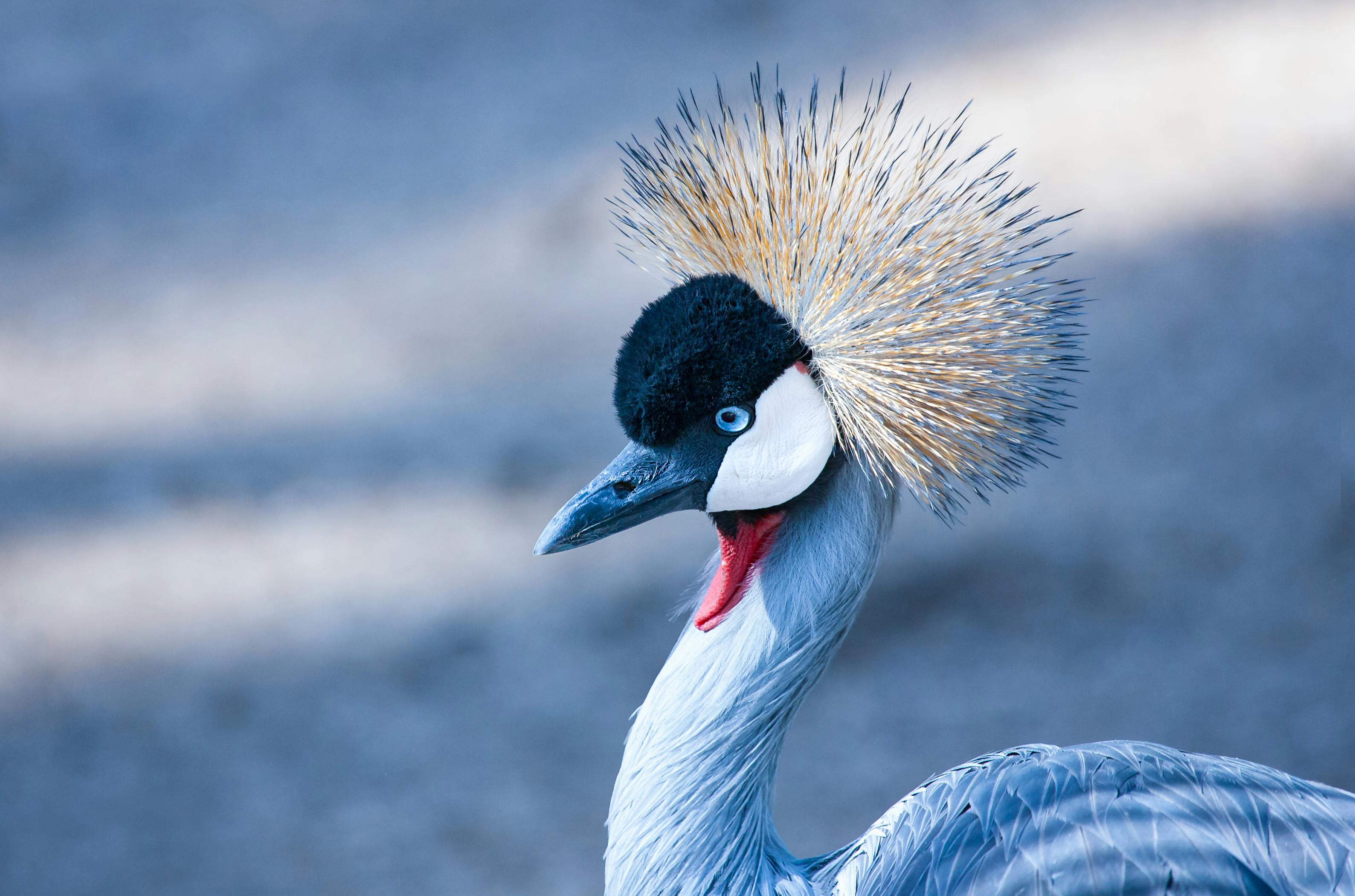 Crane Bird · Free Stock Photo