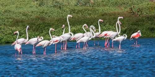 Free Beautiful flamingos wading in a serene lake, surrounded by lush grasslands. Stock Photo