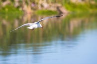 平静的水面上，海鸥飞翔的宁静场景展现了大自然的优雅