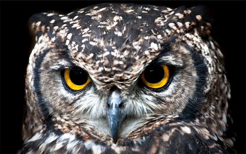 Free Close Up Photography of Owl Stock Photo